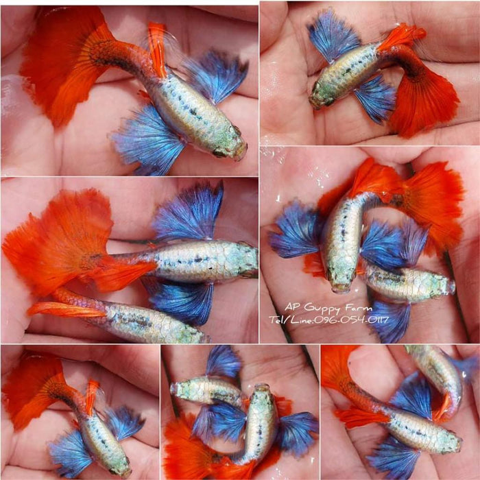 (CGP-027) Live Fancy Guppy Fish Premium Quality Jumbo Dumbo Ear Red Tail R5B1M R5B2F