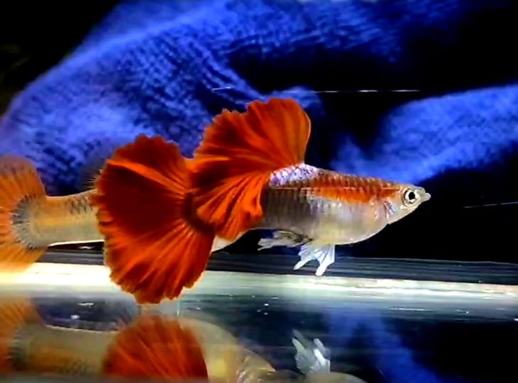 (CGP-031) Live Fancy Guppy Fish Premium Quality Half Black Red Rose R5A10MF