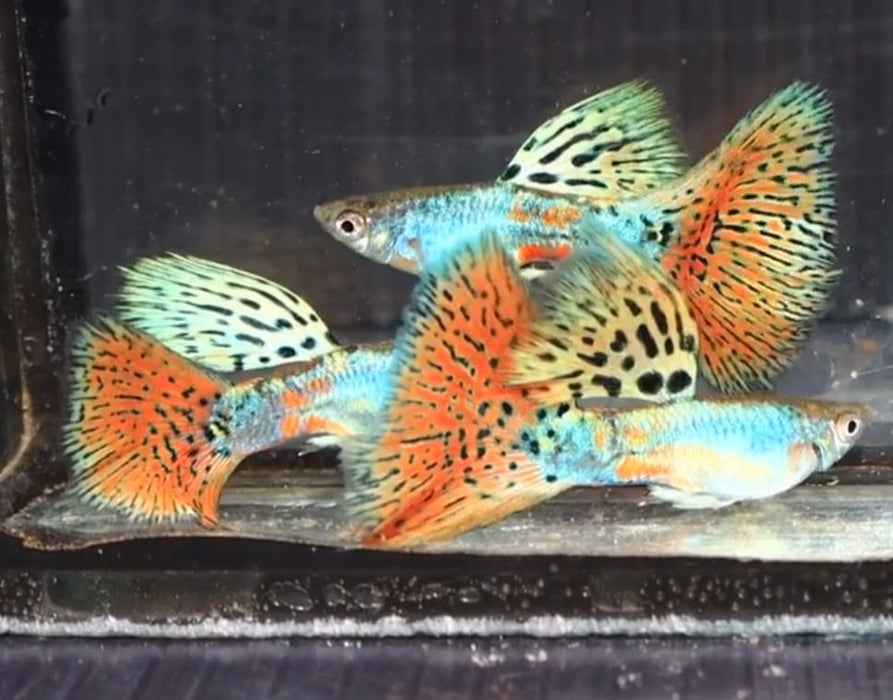 (CGP-113) Live Fancy Guppy Fish Premium Quality Siam Lazuri Blue/Red Grass R4A14MF