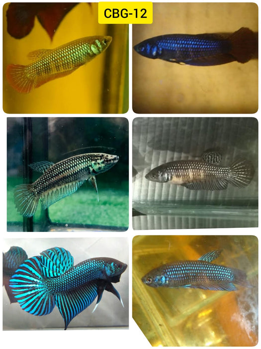 Live Fresh Water Female Betta Wild Mahachai Color Mix Green,  Blue  Buy 4 Get 1 Free $60,  Buy 1 for $15 (CBG-012)