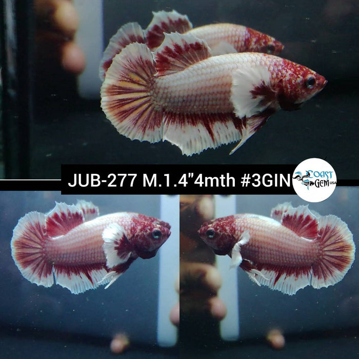 Live Betta Fish Male Plakat High Grade Pink Salamander Dumbo (JUB-277) What you see is what you get