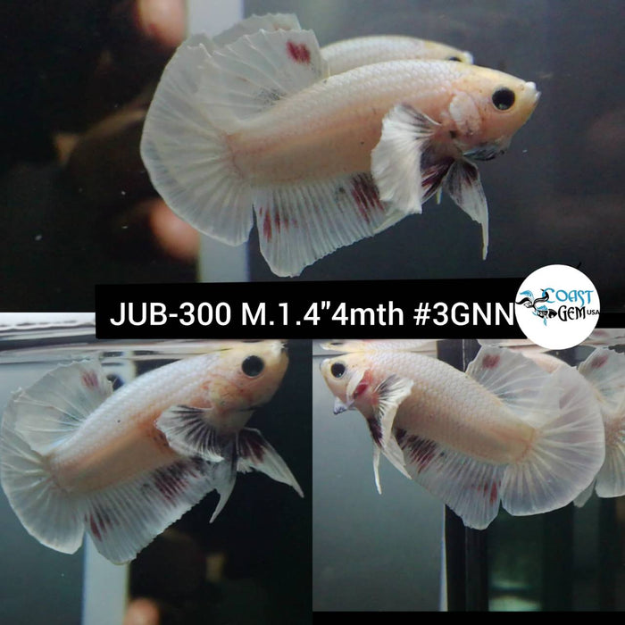Live Betta Fish Male Plakat High Grade White Marble (JUB-300) What you see is what you get