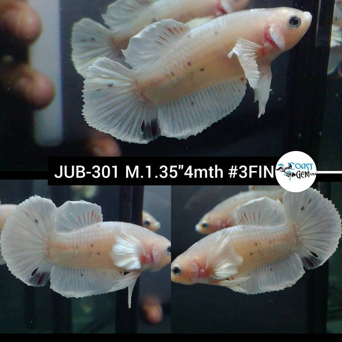 Live Betta Fish Male Plakat High Grade White Dumbo Fancy Koi (JUB-301) What you see is what you get