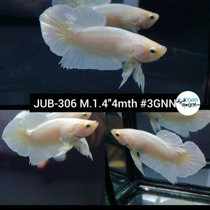 Live Betta Fish Male Plakat High Grade White Marble (JUB-306) What you see is what you get