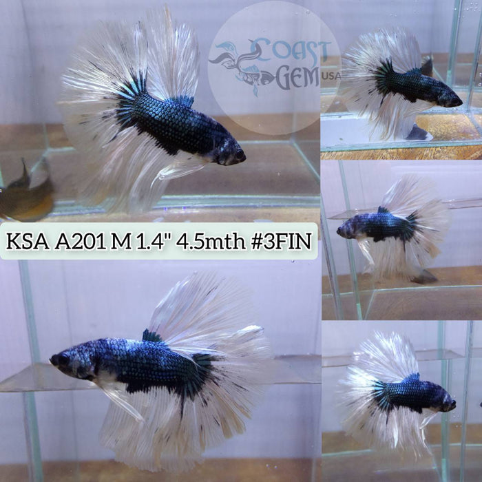 S031 Live Betta Fish Male High Grade Over Halfmoon Copper (KSA-201) What you see is what you get!