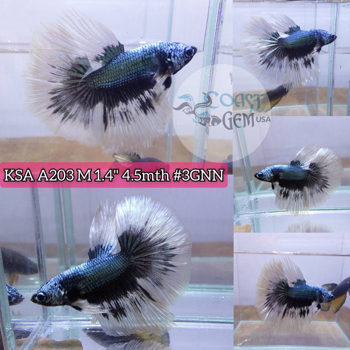 S024 Live Betta Fish Male High Grade Over Halfmoon Mustard Black Light (KSA-203) What you see is what you get!