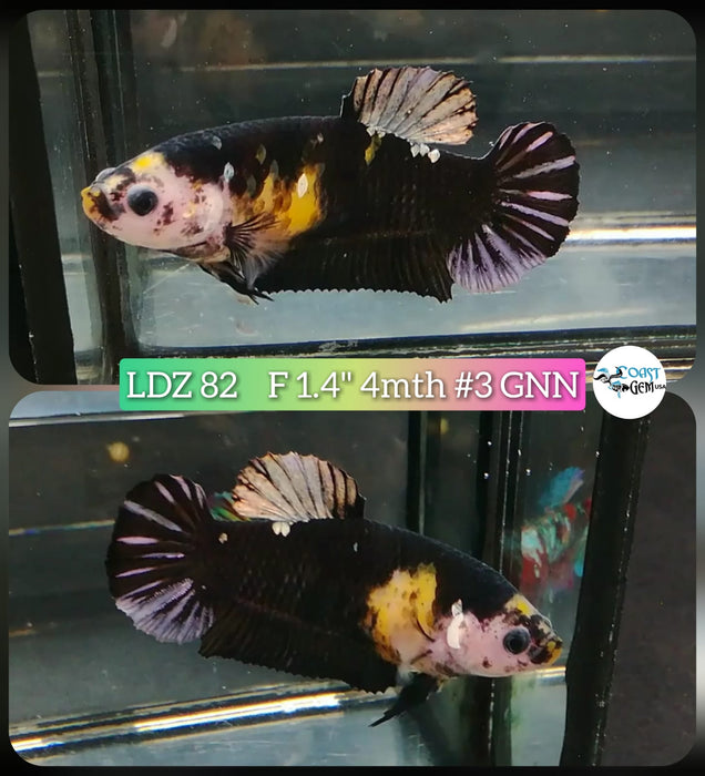 Live Betta Fish Female Plakat High Grade Black Yellow (LDZ-82) What you see is what you get!