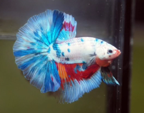 S064 Live Fish Betta Male High Grade Over Halfmoon Rosetail Skyhawk Nemo Candy (MKP-411) What you see is what you get!