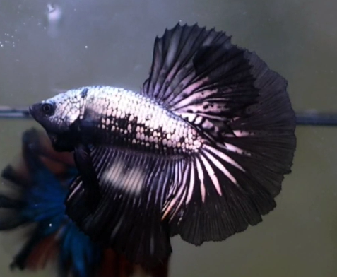 Live Betta Fish Male High Grade Over Halfmoon Rosetail Skyhawk  White Black Dragon (MKP-427) What you see is what you get!