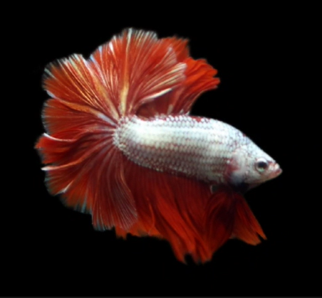 S071 Live Betta Fish Male High Quality Over Halfmoon Rosetail Skyhawk Red Dragon (MKP-446) What you see is what you get!