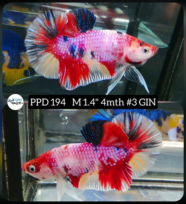 Live Betta Fish Male Plakat High Grade Candy Fancy Marble (PPD-194) What you see is what you get!