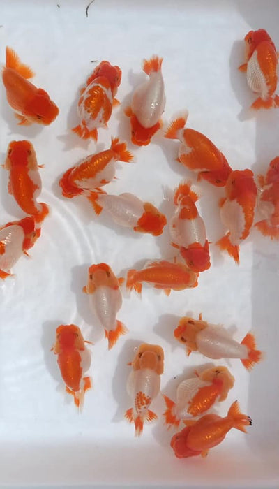 Live Fancy Goldfish Premium Select A Grade Our Choice Red/White Mid Size Ranchu Smooth Curve 2.50 inch Body(CGF-084-2.5'')