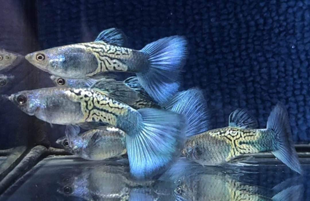 (CGP-078) Live Fancy Guppy Fish Premium Quality Metal Black/Green R4A3MF