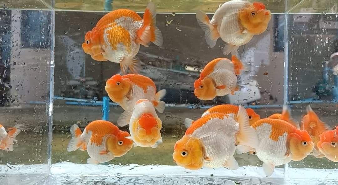 Live Fancy Goldfish Premium Select A Grade Our Choice Red/White Mid Size Ranchu Smooth Curve 2.50 inch Body(CGF-084-2.5'')