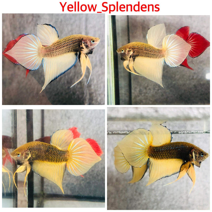 Live Freshwater Aquarium Betta Male Yellow Splendens Wild (CBM-011-Y)Our Choice