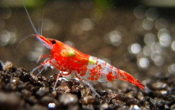 Live Freshwater Aquarium Premium Red Rili Shrimp 5/$20, 10/$35, 20/$65 (Neocaridina sp.)(FS-028)R9C10, R9C4