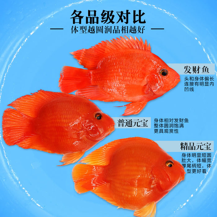 (TROP-253)U032 Yuan Bao Red Blood Parrot Cichlid