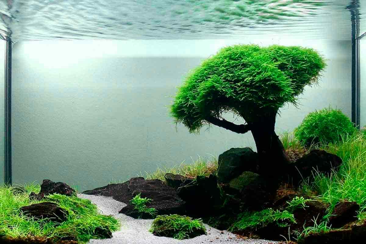 Introduction to Aquascaping