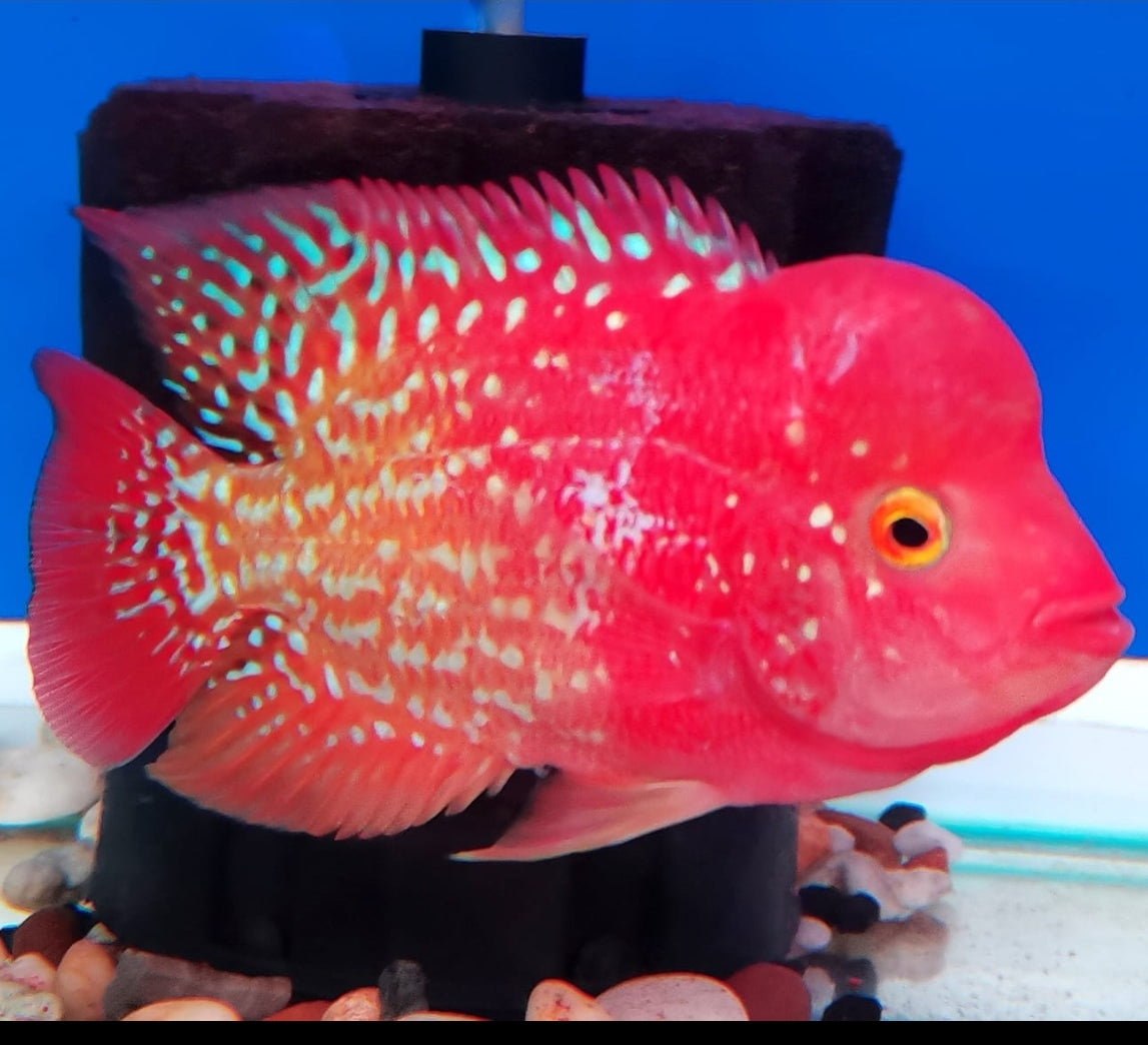 Flowron Fish Flowerhorn for sale | Show quality tropical Flowrhorn cichlid at CGU ...
