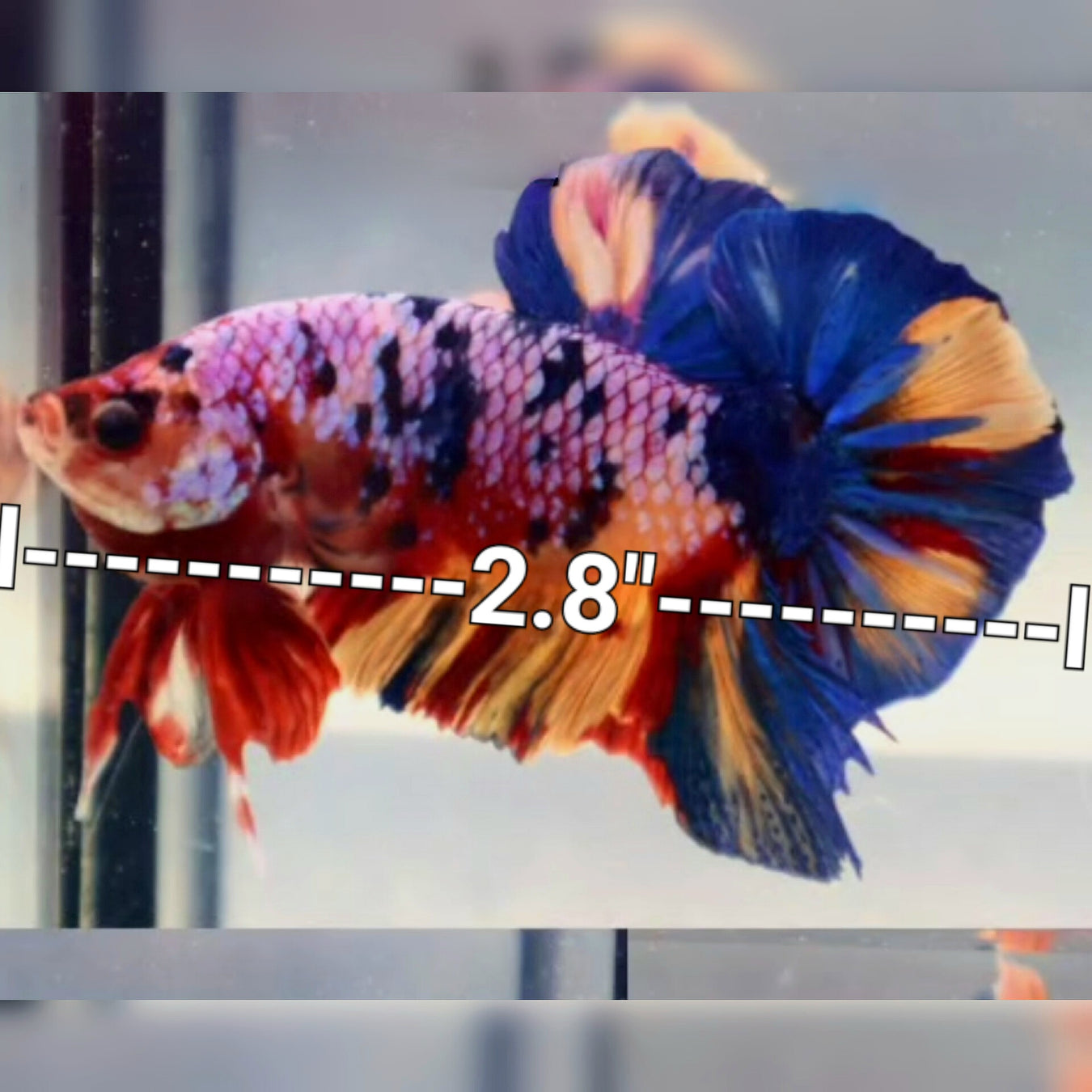 Giant Bettas ''What you see is what you get'' Find Your Perfect Fish Today