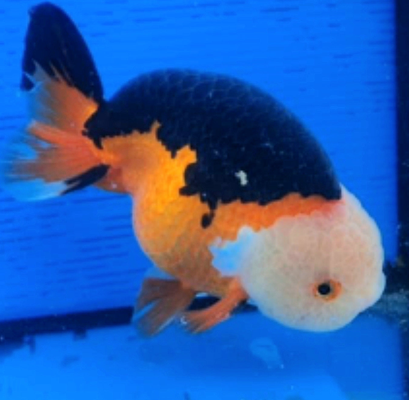 RANCHU - What you see what you get