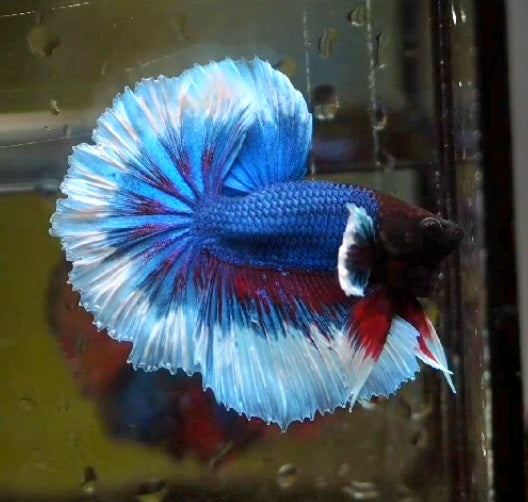 Dumbo Bettas M+F ''What you see is what you get''