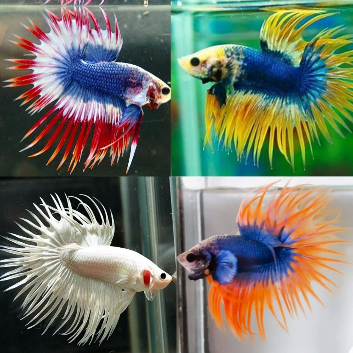 Our Choice Crowntail Betta Males
