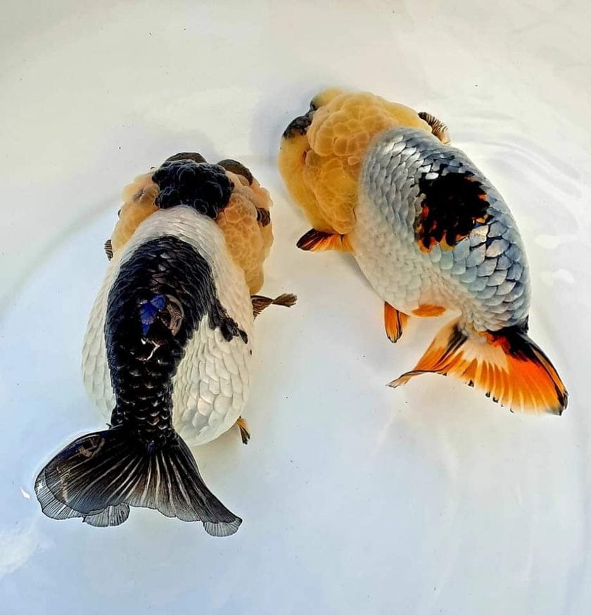 Really Fat Ranchu Our Choice Hybrid Ranchu Big Structure — Coast Gem USA