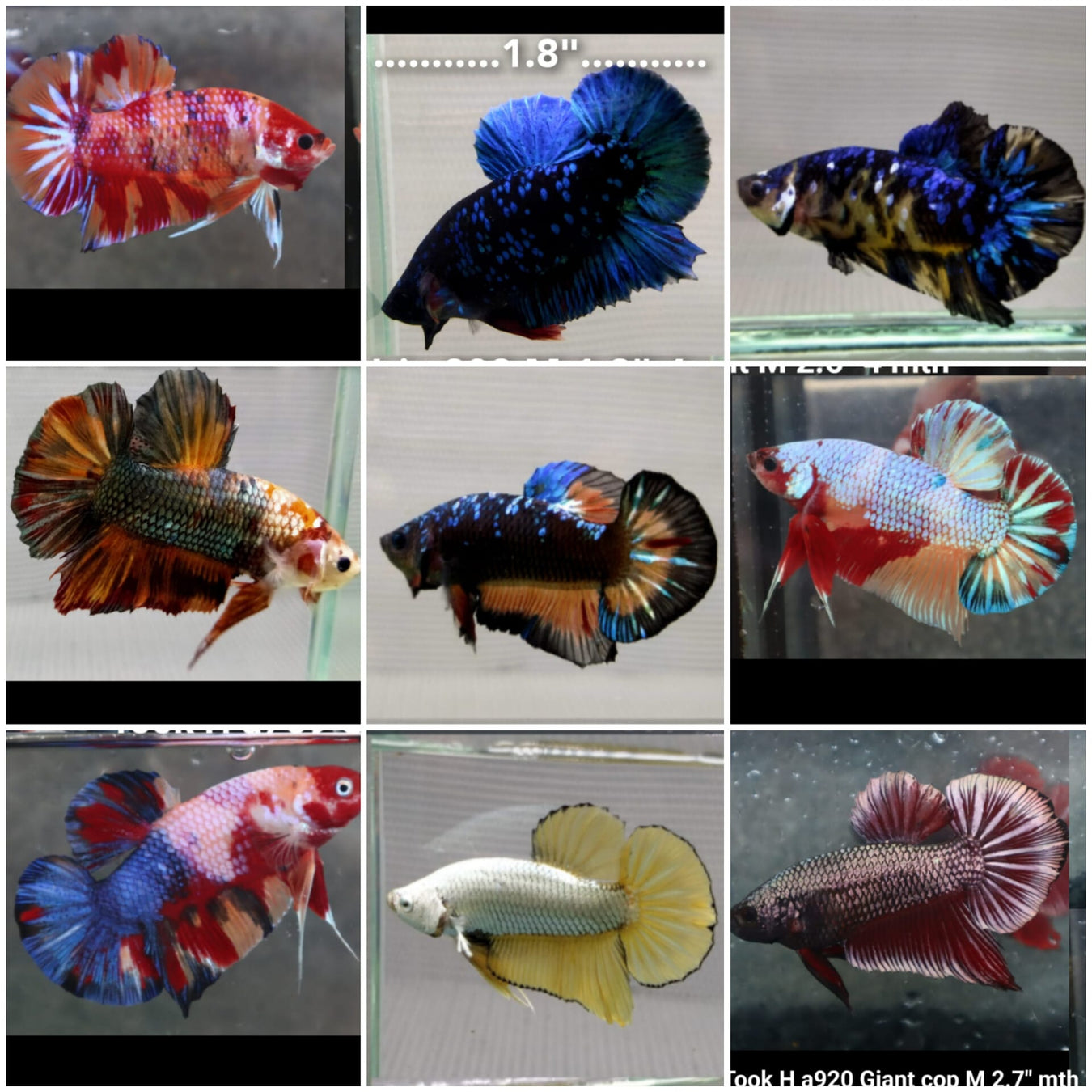 Shop For Fish Freshwater Tropical Fish For Sale Online - Coast Gem USA