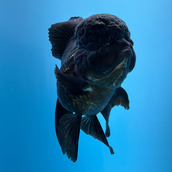 Live Fancy Goldfish Jet Black Oranda 3.50'' (KP-105) Ready To Ship! What You See What You Get.