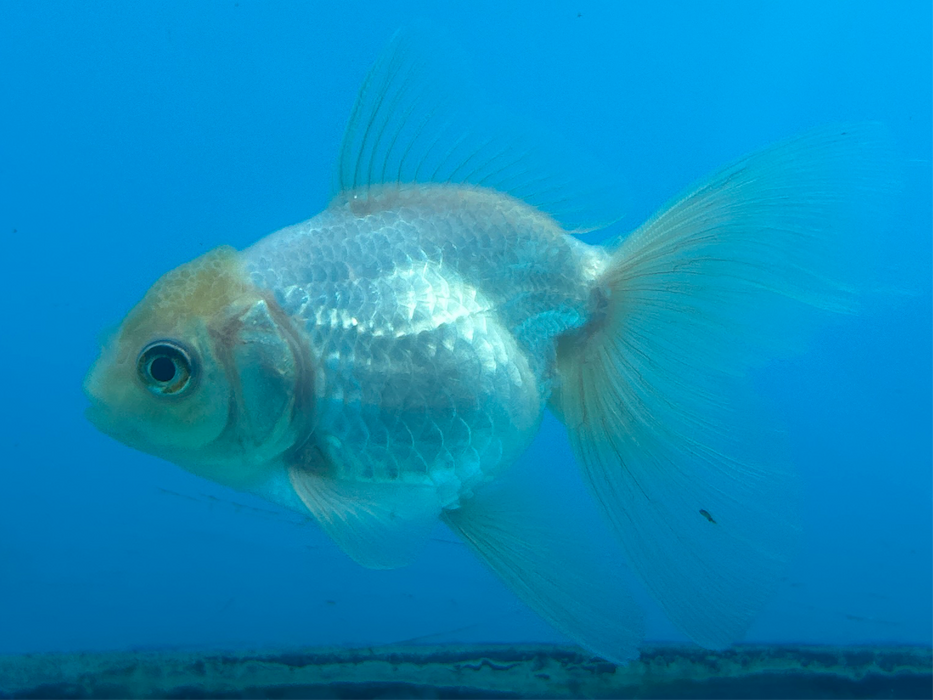 Thai Oranda White 3" Body Male 7 Months (JC-090) R1A05