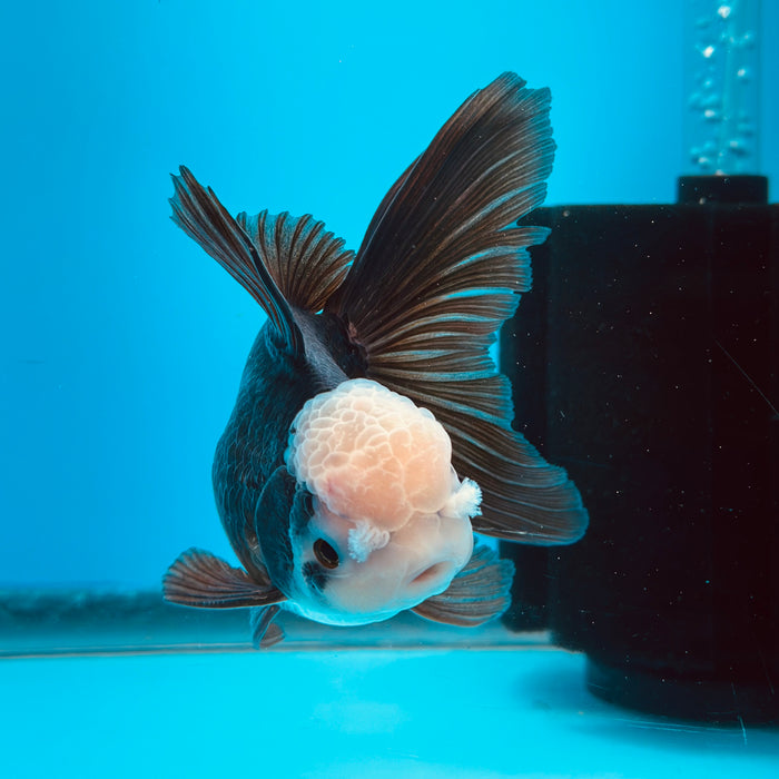 Live Fancy Goldfish Panda Thai Oranda 3.50'' (KP-112) Ready To Ship! What You See What You Get.