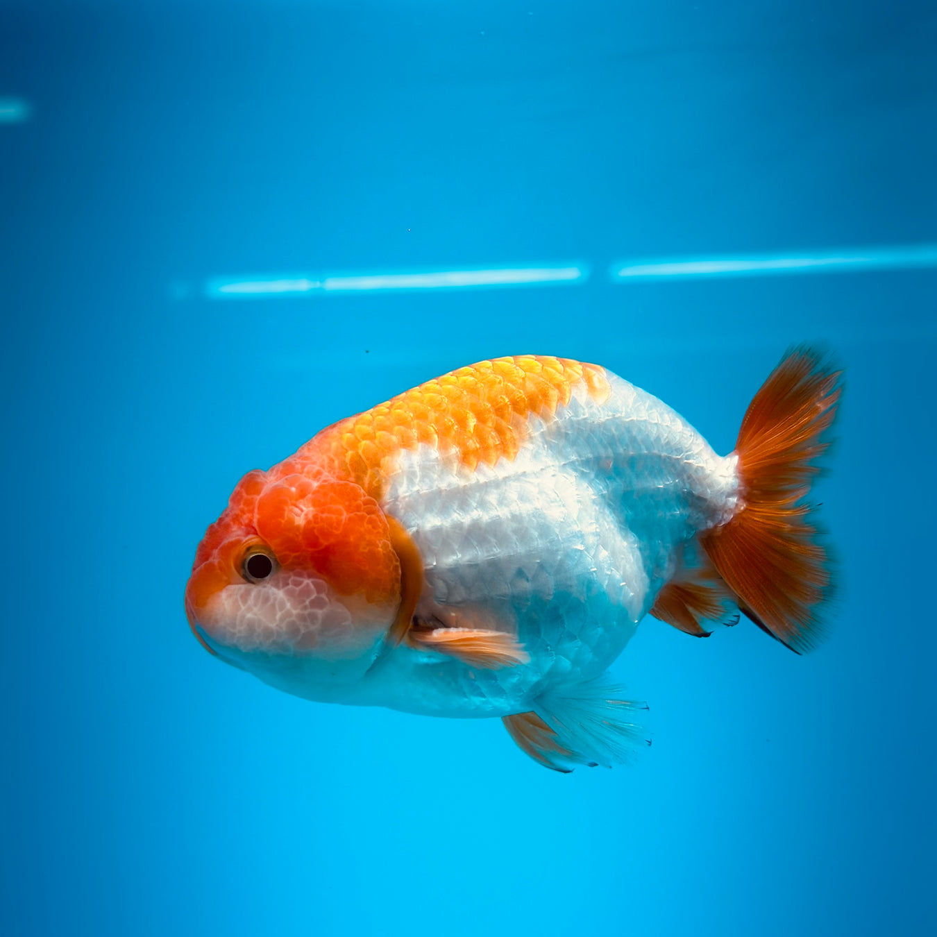 LIVE FANCY HIGH QUALITY LIONCHU RANCHU GOLDFISH