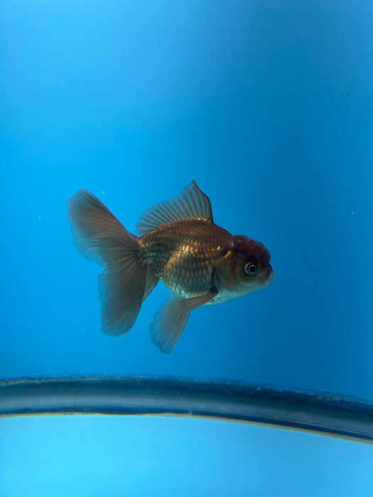 Thai Oranda Yellow Copper 2.8” Body Female 5 Months (JC-179)R1A9