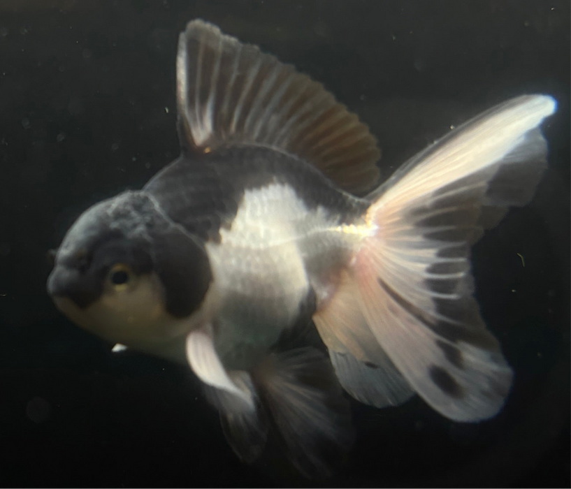 Thai Oranda Panda 2.5”Body Male 5 Months (JC-032)R4A09