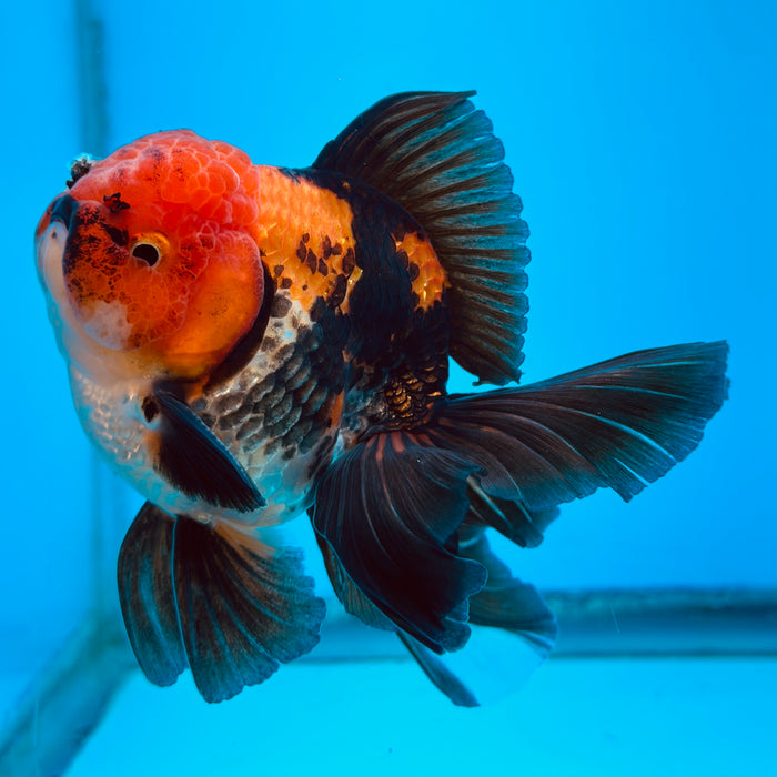 Live Fancy Goldfish Tri Color Thai Oranda 3.50'' (KP-109) Ready To Ship! What You See What You Get.