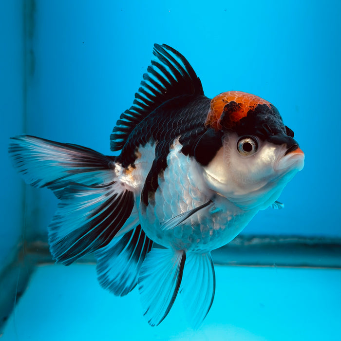 Live Fancy Goldfish Tri Color Thai Oranda 3.50'' (KP-107) Ready To Ship! What You See What You Get.