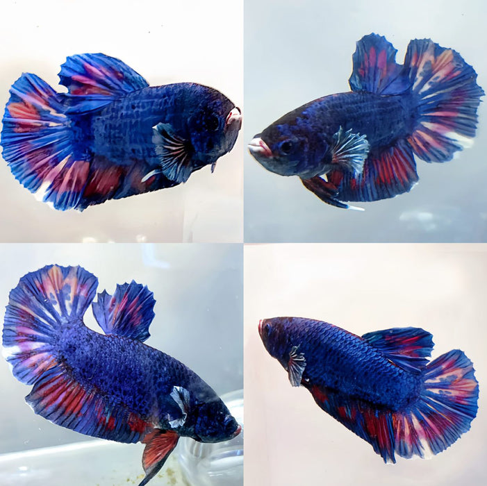 S214 Live Betta Fish Blue Rainbow Tail Plakat Male  S214 (LLL-1012)What you see is what you get!