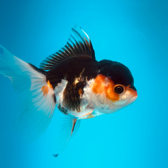 Live Fancy Goldfish  Tri Color Thai Oranda 3.00'' (KP-120) Ready To Ship! What You See What You Get.