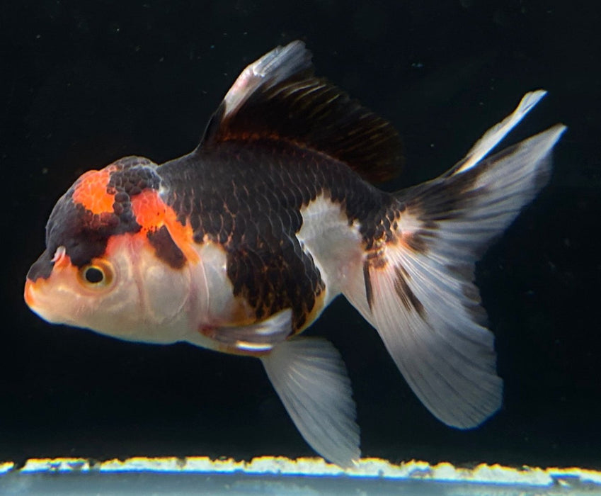 Thai Oranda Tri-Color 2.3” Body Female 5 Months (JC-060)R4A13