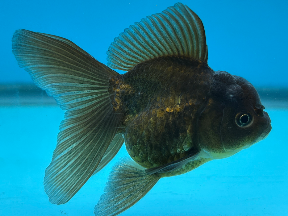 Thai Oranda Rose Tail Black Yellow Copper 2.5” Body Male 6 Months (JC-105) R1B06