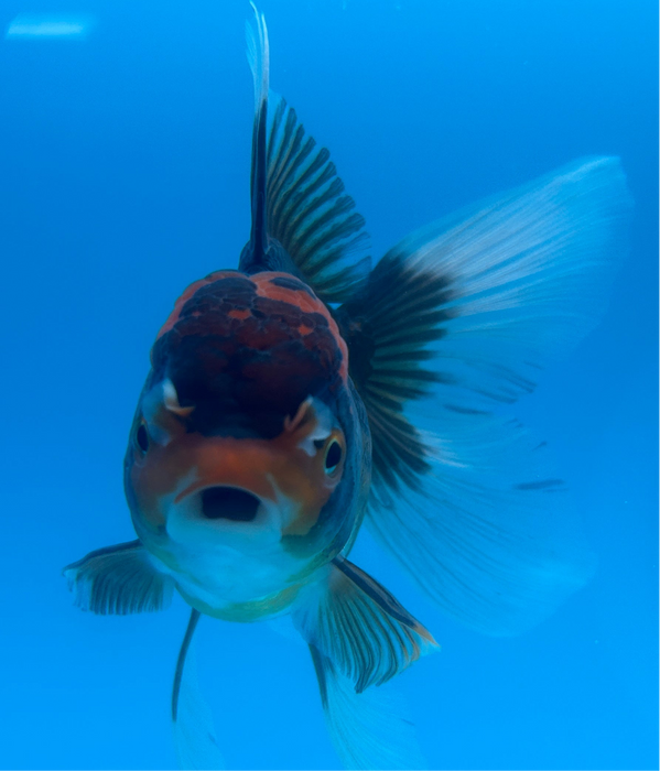 Thai Oranda Yellow Copper Red Cap Apache Rose Tail 3” Body Female 7 Months (JC-117) R1B05