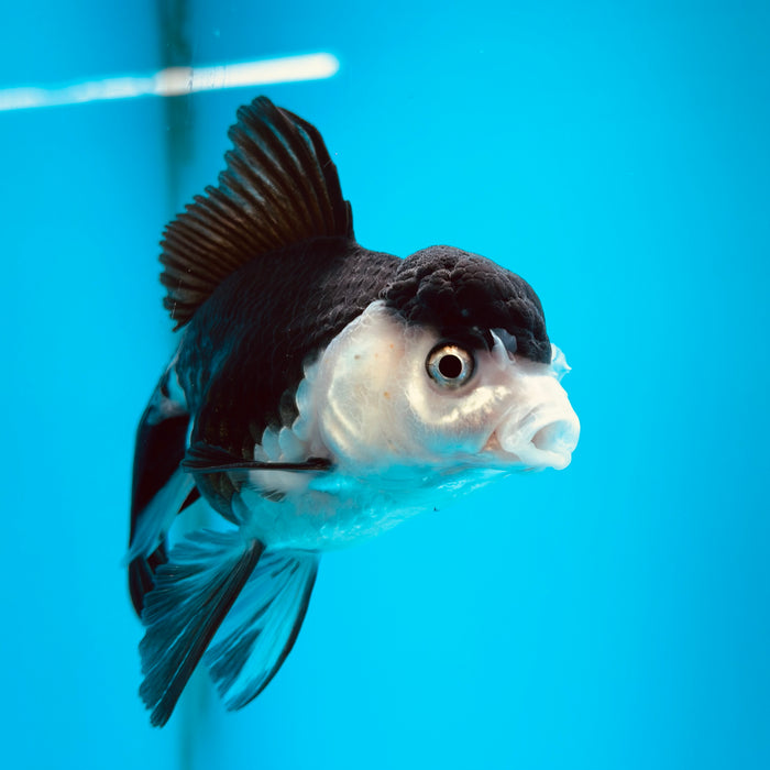 Live Fancy Goldfish Panda Thai Oranda 3.50'' (KP-123) Ready To Ship! What You See What You Get.