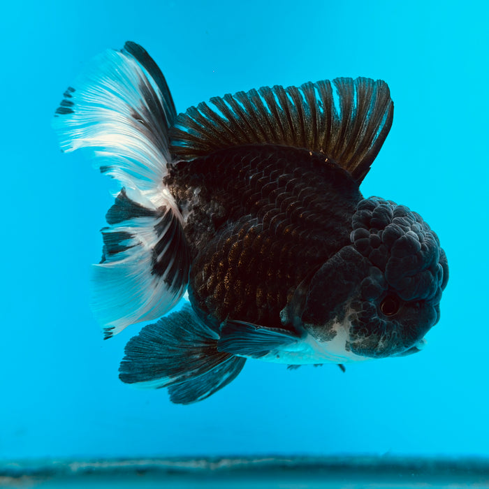 Live Fancy Goldfish Panda Thai Oranda 3.50'' (KP-106) Ready To Ship! What You See What You Get.