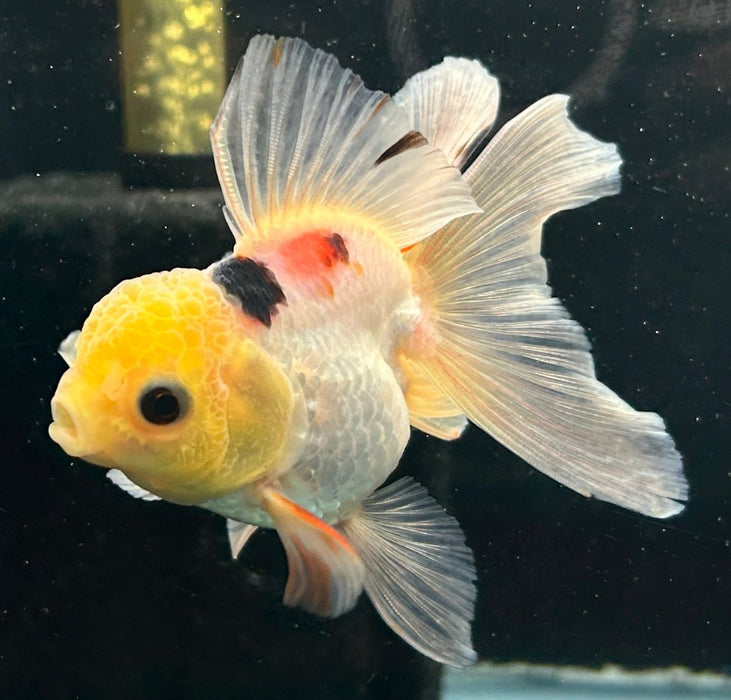 Thai Oranda Tri-Color 2.0” Body Female 4 Months (JC-058)R4A13