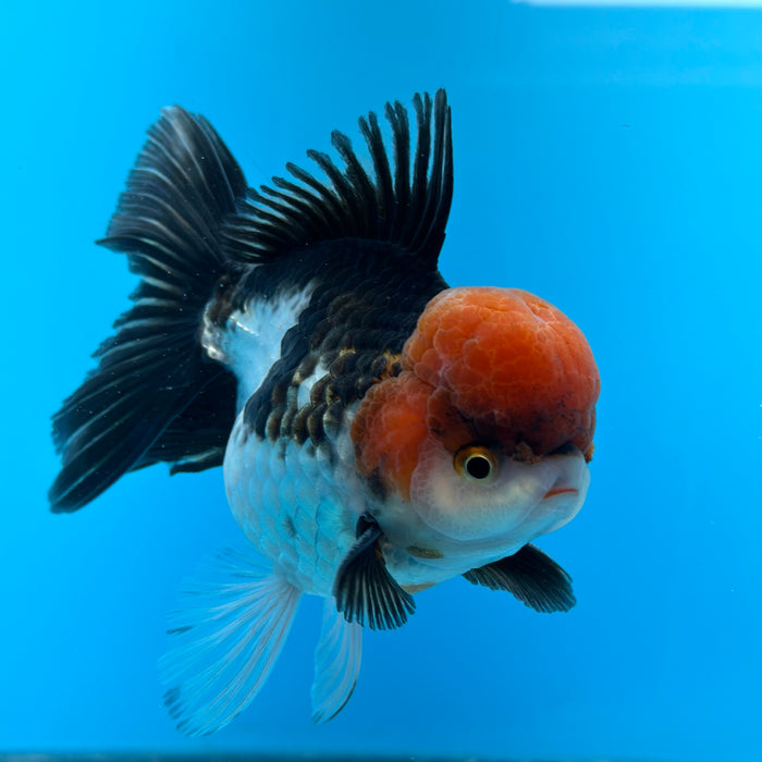 Live Fancy Goldfish Tri Color Thai Oranda 3.50'' (KP-104) Ready To Ship! What You See What You Get.