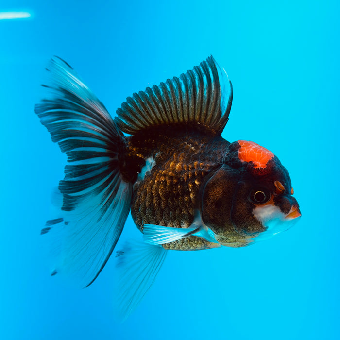 Live Fancy Goldfish Tri Color Thai Oranda 3.00'' (KP-124) Ready To Ship! What You See What You Get.