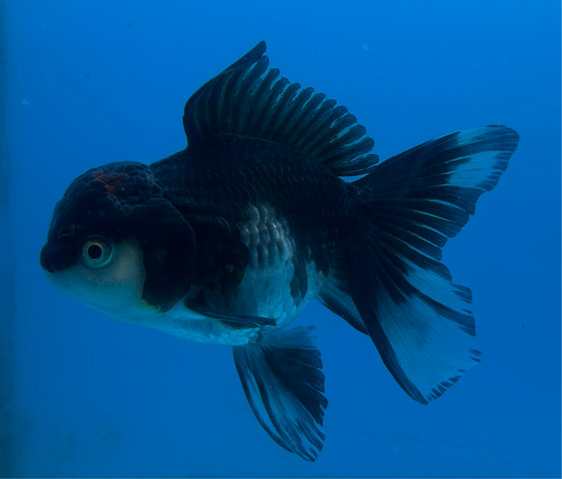 Thai Oranda Panda Rose Tail 3” Body Male 8 Months (JC-116) R1B05