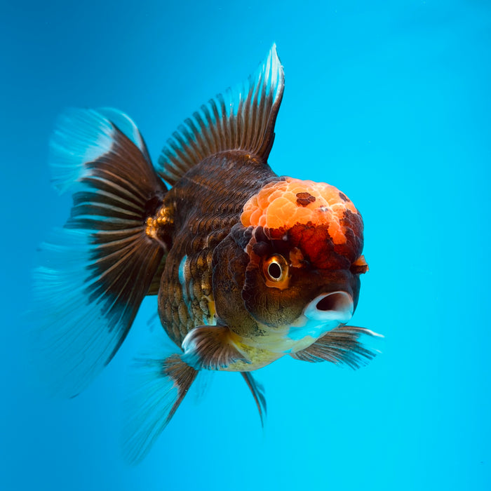 Live Fancy Goldfish Black Body Red Cap Thai Oranda 3.00'' (KP-121) Ready To Ship! What You See What You Get.