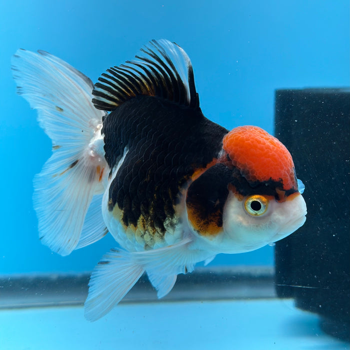 Live Fancy Goldfish Tri Color Thai Oranda 3.50'' (KP-101) Ready To Ship! What You See What You Get.